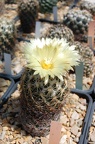 Coryphantha radians