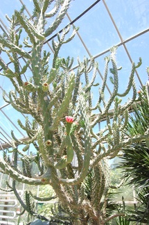 Коллекция Басараба Попа (Констанца, Румыния) 