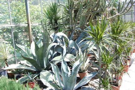 Коллекция Басараба Попа (Констанца, Румыния) 