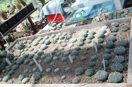 Коллекция Басараба Попа (Констанца, Румыния) 