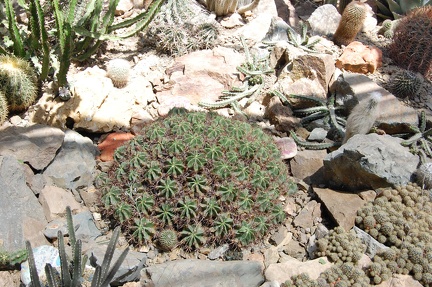 Коллекция Басараба Попа (Констанца, Румыния) 