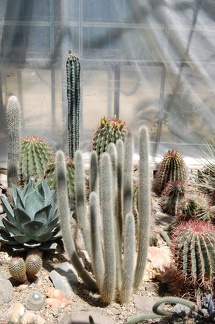 Коллекция Басараба Попа (Констанца, Румыния) 