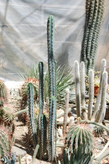 Коллекция Басараба Попа (Констанца, Румыния) 