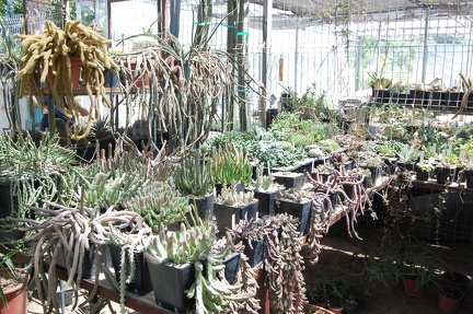 Коллекция Басараба Попа (Констанца, Румыния) 