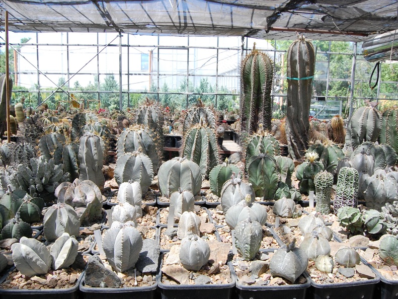 Коллекция Басараба Попа (Констанца, Румыния) 