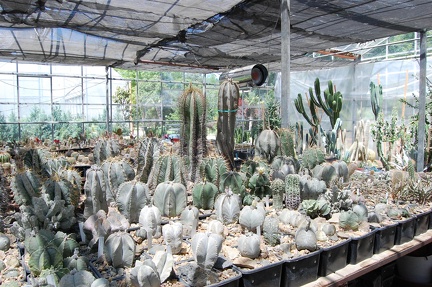 Коллекция Басараба Попа (Констанца, Румыния) 