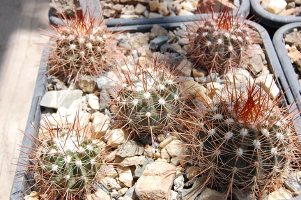 Коллекция Басараба Попа (Констанца, Румыния) 