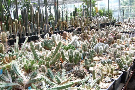 Коллекция Басараба Попа (Констанца, Румыния) 