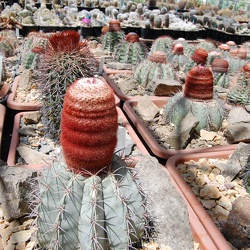 Фото коллекции Басараба Попа (г. Констанца, Румыния)