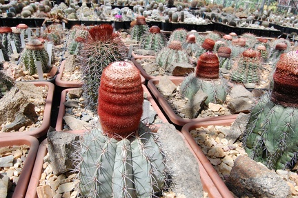 Коллекция Басараба Попа (Констанца, Румыния) 