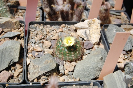 Коллекция Басараба Попа (Констанца, Румыния) 