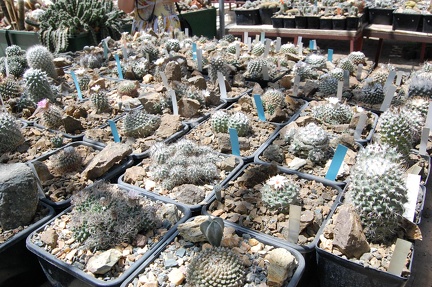 Коллекция Басараба Попа (Констанца, Румыния) 