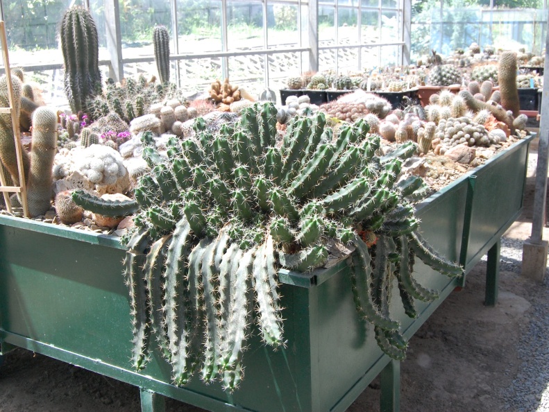 Коллекция Басараба Попа (Констанца, Румыния) 
