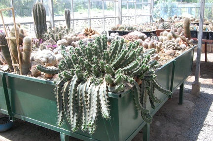 Коллекция Басараба Попа (Констанца, Румыния) 