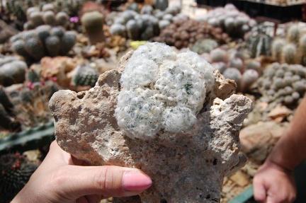 Коллекция Басараба Попа (Констанца, Румыния) 