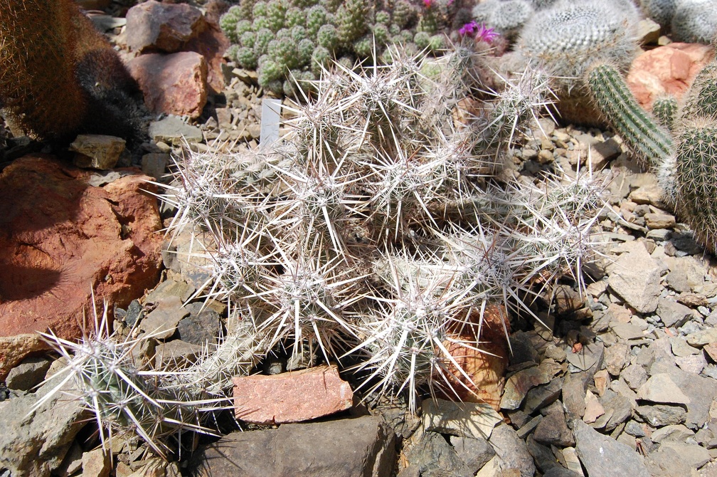 Коллекция Басараба Попа (Констанца, Румыния) 