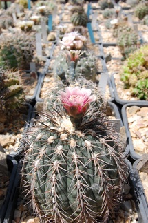 Коллекция Басараба Попа (Констанца, Румыния) 