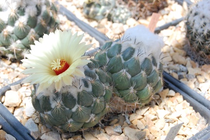 Коллекция Басараба Попа (Констанца, Румыния) 