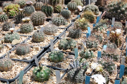 Коллекция Басараба Попа (Констанца, Румыния) 