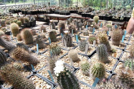 Коллекция Басараба Попа (Констанца, Румыния) 