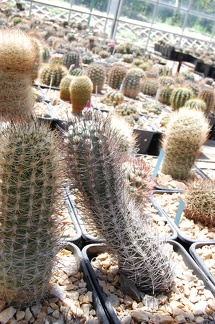 Коллекция Басараба Попа (Констанца, Румыния) 