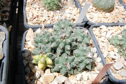 Коллекция Басараба Попа (Констанца, Румыния) 