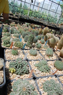 Коллекция Басараба Попа (Констанца, Румыния) 