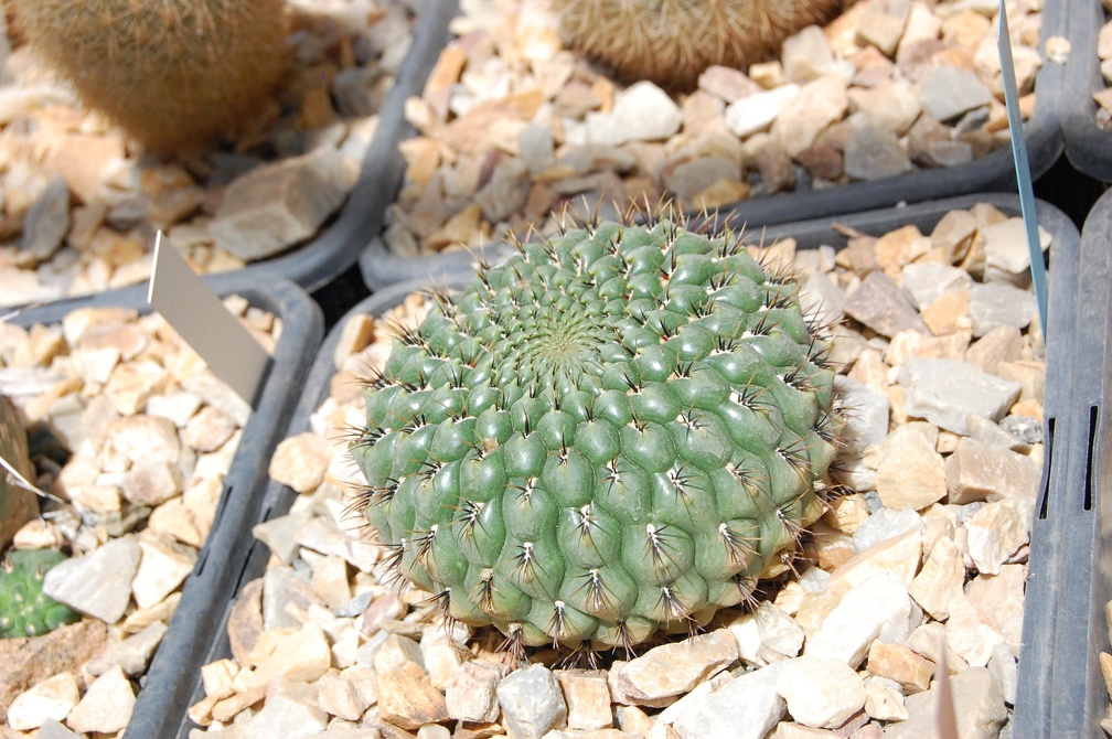 Коллекция Басараба Попа (Констанца, Румыния) 