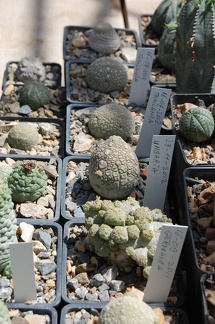 Коллекция Басараба Попа (Констанца, Румыния) 