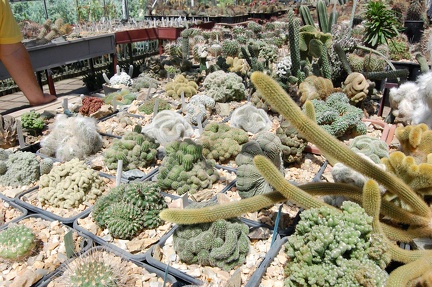 Коллекция Басараба Попа (Констанца, Румыния) 