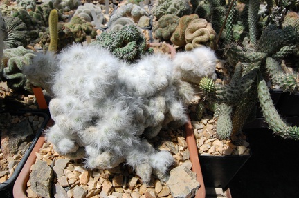 Коллекция Басараба Попа (Констанца, Румыния) 