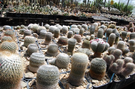 Коллекция Басараба Попа (Констанца, Румыния) 