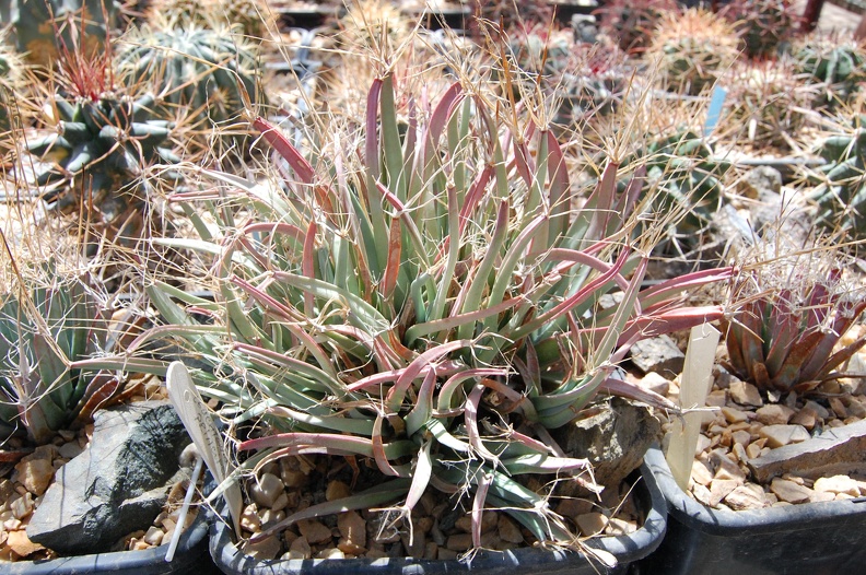 DSC_3809.jpg