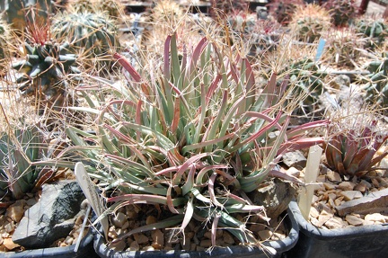 Коллекция Басараба Попа (Констанца, Румыния) 