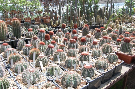 Коллекция Басараба Попа (Констанца, Румыния) 