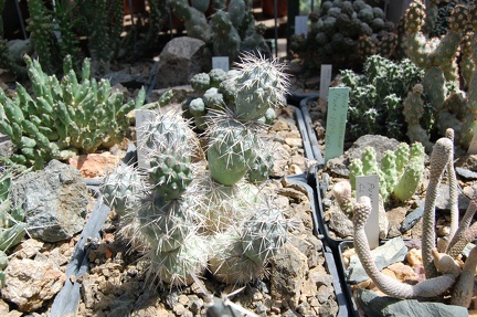 Коллекция Басараба Попа (Констанца, Румыния) 