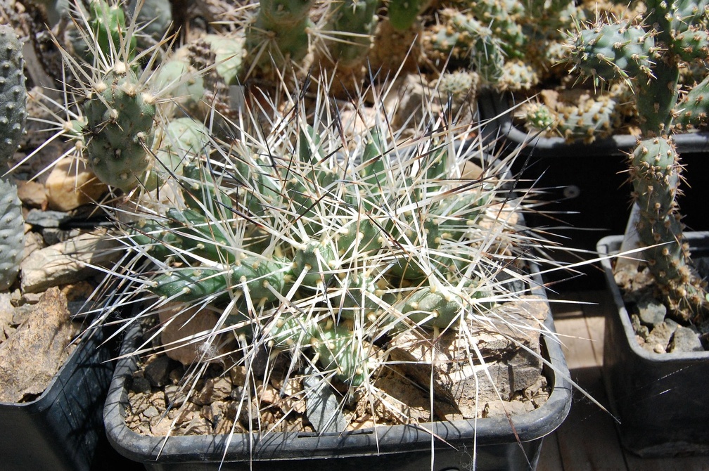 Коллекция Басараба Попа (Констанца, Румыния) 