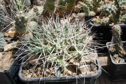 Коллекция Басараба Попа (Констанца, Румыния) 