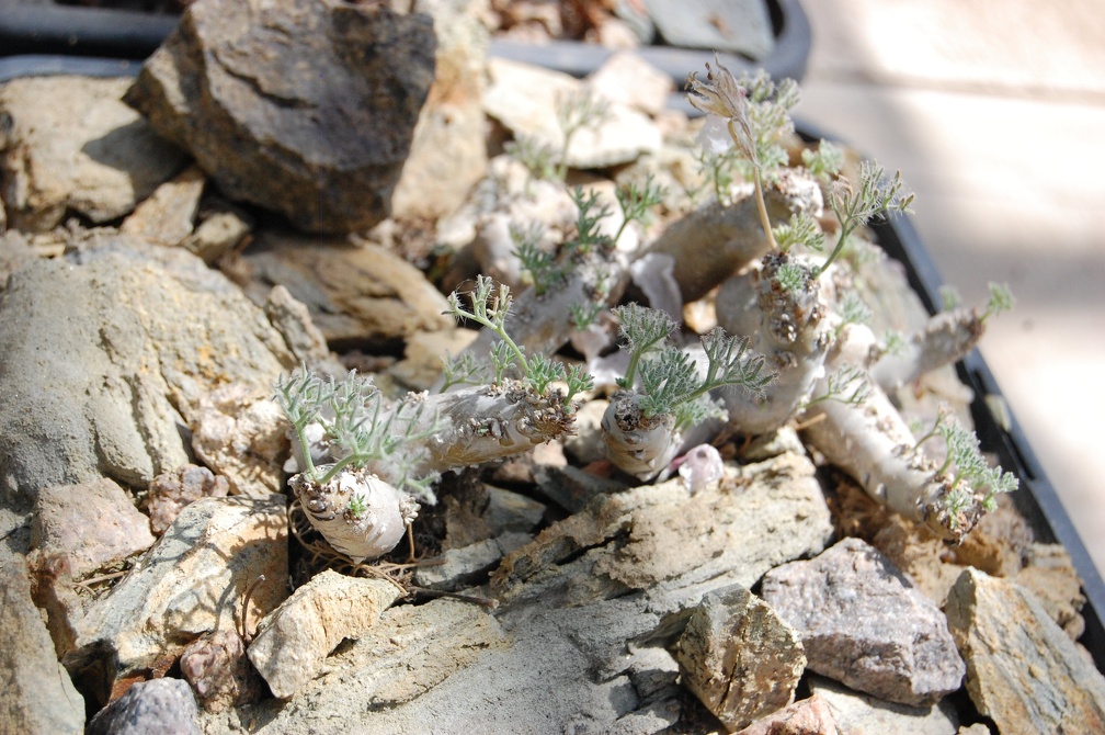 Коллекция Басараба Попа (Констанца, Румыния) 