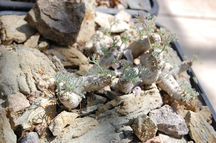 Коллекция Басараба Попа (Констанца, Румыния) 