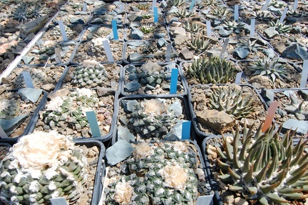 Коллекция Басараба Попа (Констанца, Румыния) 