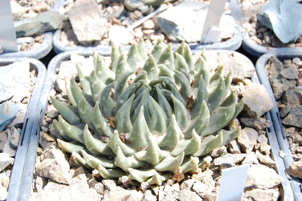 Коллекция Басараба Попа (Констанца, Румыния) 