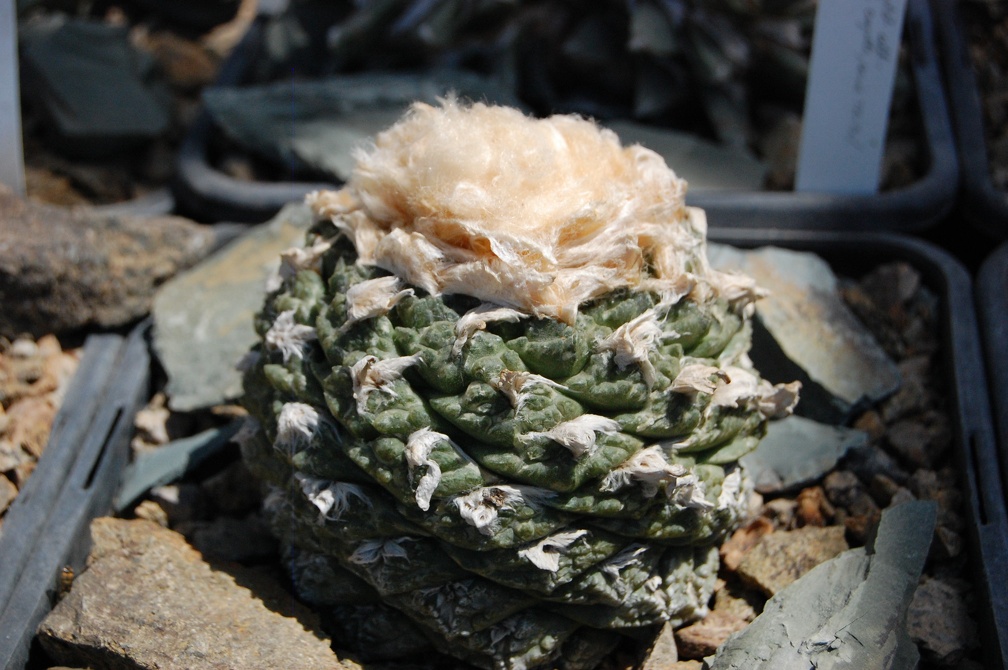 Коллекция Басараба Попа (Констанца, Румыния) 