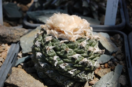 Коллекция Басараба Попа (Констанца, Румыния) 