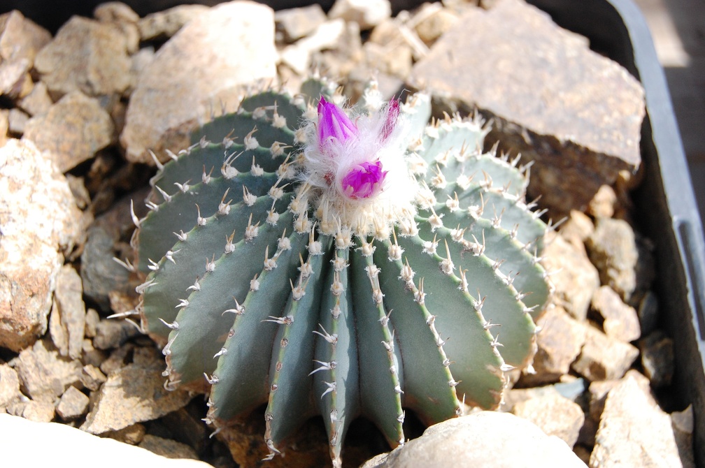 Коллекция Басараба Попа (Констанца, Румыния) 