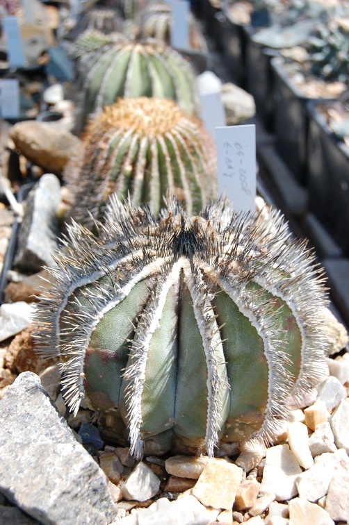 Коллекция Басараба Попа (Констанца, Румыния) 