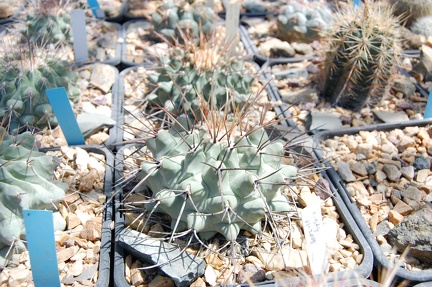 Коллекция Басараба Попа (Констанца, Румыния) 