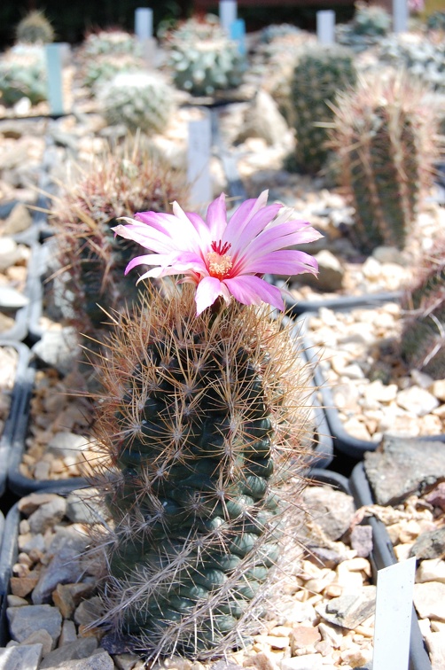 Коллекция Басараба Попа (Констанца, Румыния) 