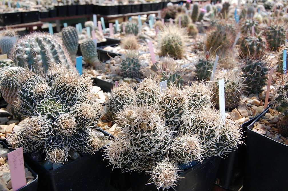 Коллекция Басараба Попа (Констанца, Румыния) 