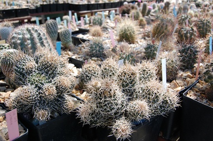 Коллекция Басараба Попа (Констанца, Румыния) 